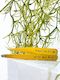 Tweezers-Lemon Tree Design