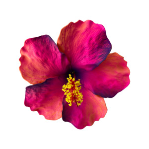 Frontpage: Aute Pink/Orange