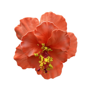Frontpage: Aute Double Fluro Orange