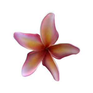 Frontpage: Frangipani Curve pink/white/yellow
