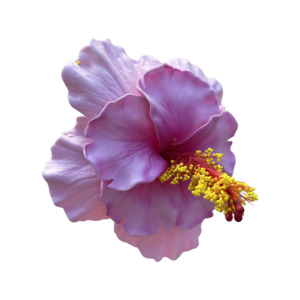 Frontpage: Aute Double Light Pink
