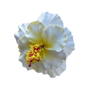 Aute Double white