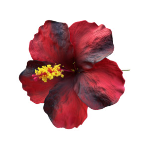 Frontpage: Aute Red/Black