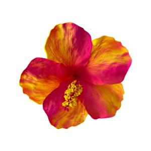 Frontpage: Aute Yellow/Red