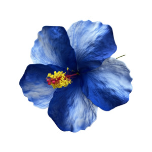 Frontpage: Aute Blue/white