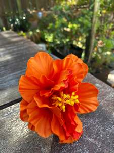 Hibiscus Flowers