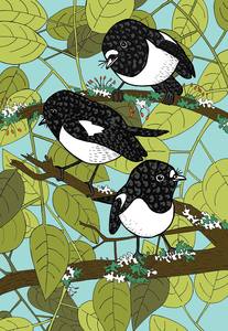 NZ Tom Tit / Miromiro