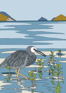 A Kiwi Tiki Tour Series: Tiki Tour - White Faced Heron at Manakau