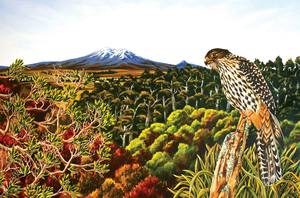 Landscape Prints: Falcon - Karearea at Hihitahi