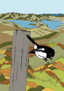 The South Island Nz: Banks Peninsular Tomtit - South Island NZ