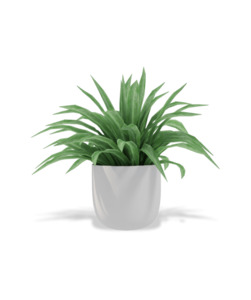 Decor Plant