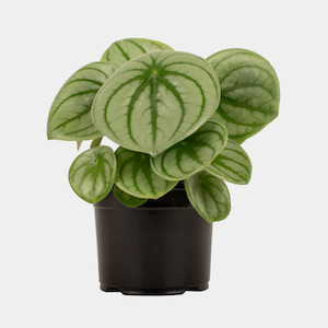 General: Peperomia Watermelon 14cm Pot Plant