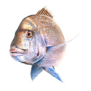 'Old Bronzy' Snapper