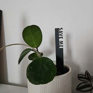 On Sale: Funny Pot Plant Stakes