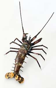 Martin Cole: Crayfish