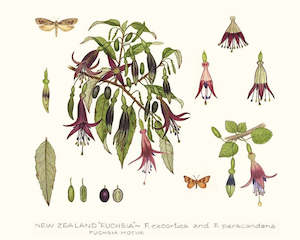 Jo Ewing: Fuchsia & Moths Print