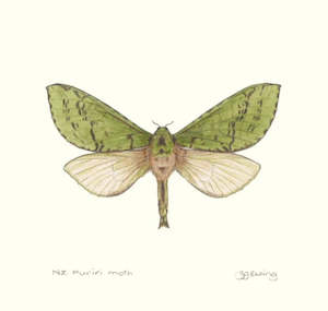 Jo Ewing: Puriri Moth Print