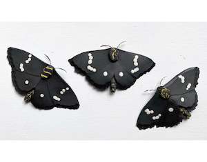 Magpie Moth