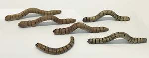 Jenny Wilson: Caterpillar