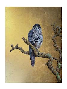 Anna Gibbs: Kārearea in the Canopy