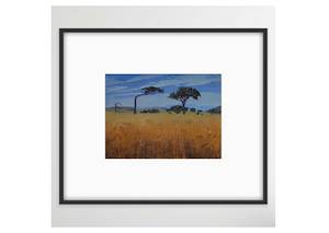 Shared Lines: Midsummer, Menzies Bay Framed
