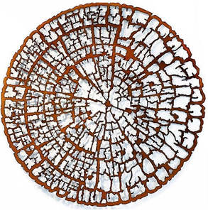 Jane Downes: Tree Ring Study Large