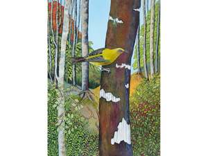 Clare Reilly: Korimako