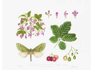 Natural History - Puriri Print