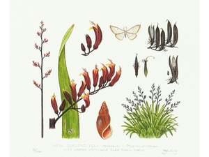 Jo Ewing: Natural history - Flax print