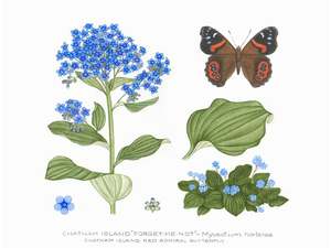 Jo Ewing: Natural History - Chatham Island Forget me not print