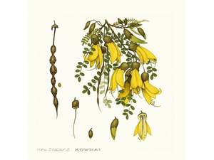 Kowhai Print