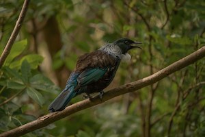 Singing Tui