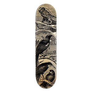 Art: Tuatara Tui & Huia Skate Deck Art
