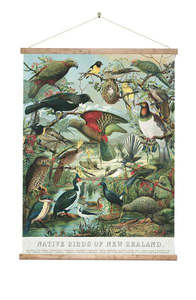 Art: Native Birds of NZ Wall Chart