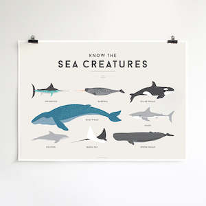 Edit Polar: Squared Charts - Sea Creatures