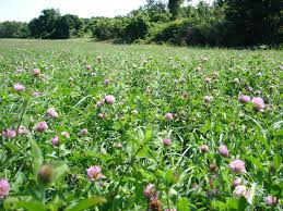 Seeds & Cereals Rye & Clover Grass Seed - Living Rural