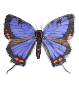 Hearth Song: Beautiful Butterfly Wings Colorado Hairstreak