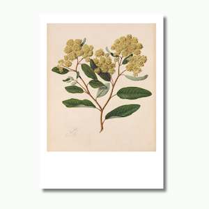 kūmarahou, Print