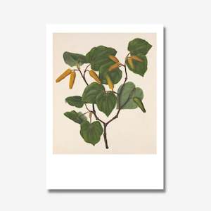 Te Papa Fine Art Prints: Kawakawa, Print