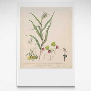 Native Orchids (Pixie Cap Orchid), Print