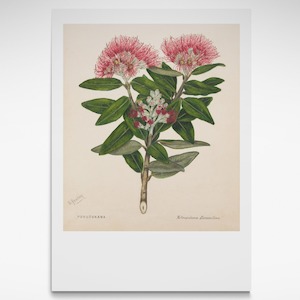Te Papa Fine Art Prints: Pohutukawa, Print