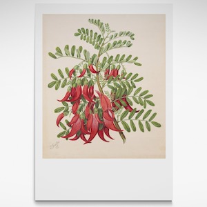 Sarah Featon: Kōwhai Ngutu Kaka, Print