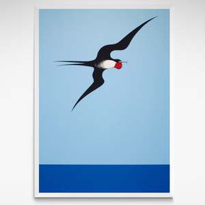Te Papa Fine Art Prints: Frigate Bird, Print