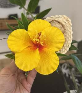 Seis And Flower Hair Clips: ALOFA TUNOA Hairclip