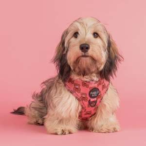 Harnesses: Teddies: Adjustable Harness