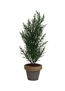 Christmas: Potted Cyprus Tree Dark Green Small