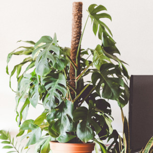 Products: Coconut Coir Pole