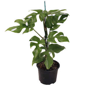 cool plant: Philodendron Minima