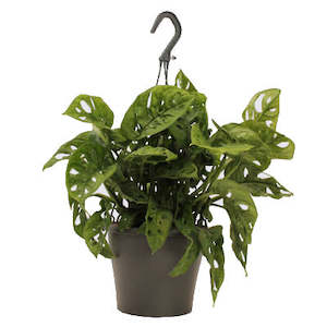 cool plant: Monstera “Monkey Mask”