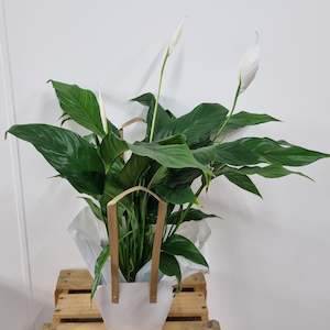 Plants: Peace Lily